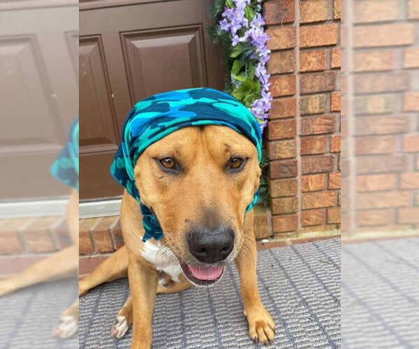 Medium Photo #13 Mutt Puppy For Sale in Westminster, MD, USA