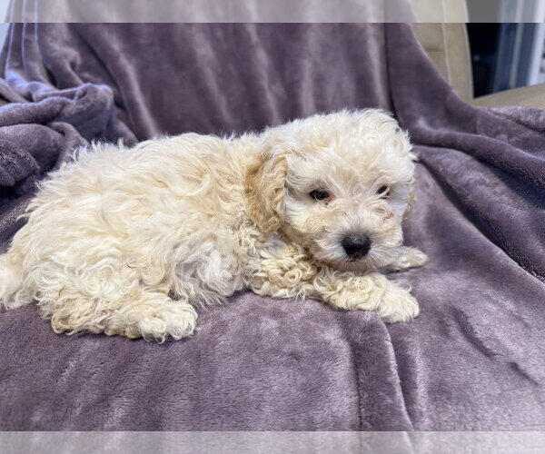 Medium Photo #4 Poodle (Miniature)-Unknown Mix Puppy For Sale in Pacolet, SC, USA
