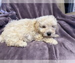 Small #3 Poodle (Miniature) Mix