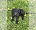Small Photo #24 Goldendoodle Puppy For Sale in EATON RAPIDS, MI, USA