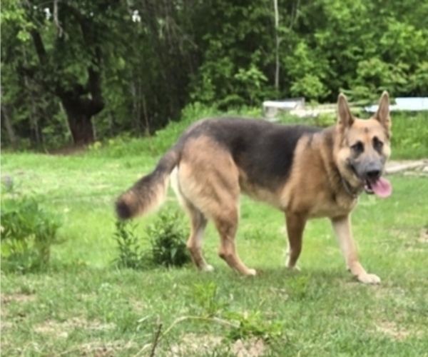 Medium Photo #1 German Malinois Puppy For Sale in BANGOR, ME, USA