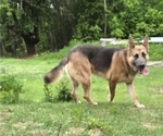 Small Photo #1 German Malinois Puppy For Sale in BANGOR, ME, USA
