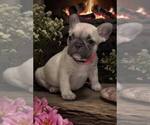 Puppy Pink collar French Bulldog