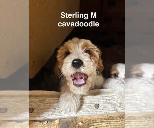 Medium Photo #1 Golden Cavalier Puppy For Sale in Studio City, CA, USA
