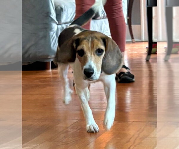 Medium Photo #8 Beagle Puppy For Sale in Dunnellon, FL, USA