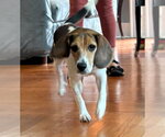 Small #7 Beagle