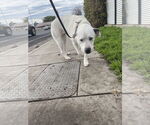Small #2 American Pit Bull Terrier Mix