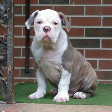Medium Photo #1 Olde English Bulldogge Puppy For Sale in PINSON, AL, USA