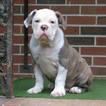 Small Photo #1 Olde English Bulldogge Puppy For Sale in PINSON, AL, USA