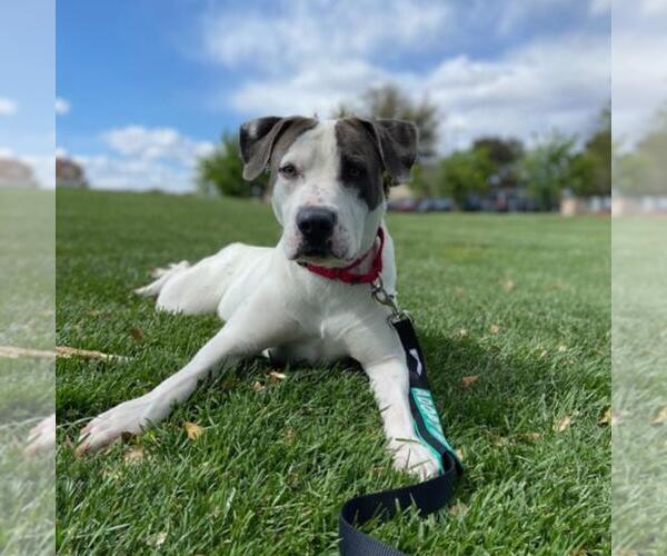 Medium Photo #1 American Pit Bull Terrier-Unknown Mix Puppy For Sale in Las Vegas, NV, USA