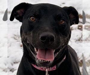 Labrador Retriever Mix Dog for Adoption in Jefferson, Wisconsin USA