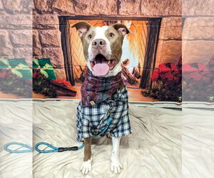 American Pit Bull Terrier-Unknown Mix Dogs for adoption in Kansas City, MO, USA