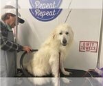 Small Photo #17 Great Pyrenees Puppy For Sale in NEWTONVILLE, NJ, USA