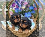 Image preview for Ad Listing. Nickname: Litter of 2