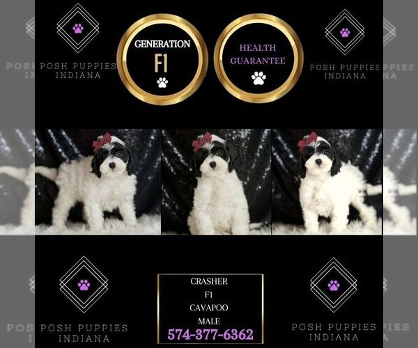 Medium Photo #95 Cavapoo Puppy For Sale in WARSAW, IN, USA