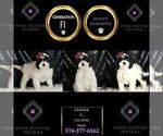 Small Photo #95 Cavapoo Puppy For Sale in WARSAW, IN, USA
