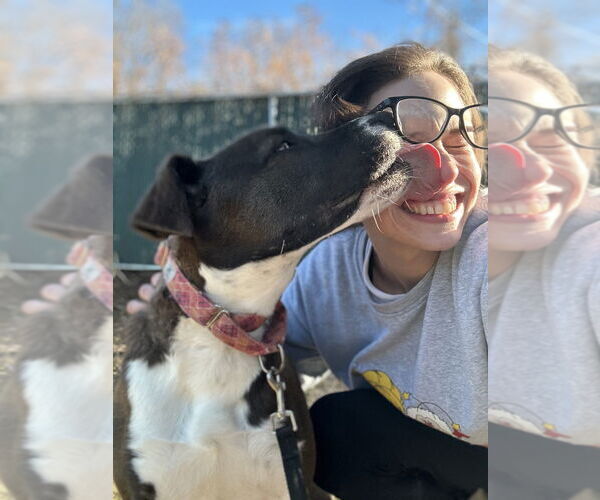 Medium Photo #36 Borador Puppy For Sale in Brewster, NY, USA