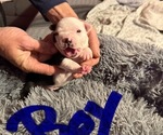Puppy Puppy 3 Boston Terrier