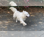 Small #3 English Cream Golden Retriever
