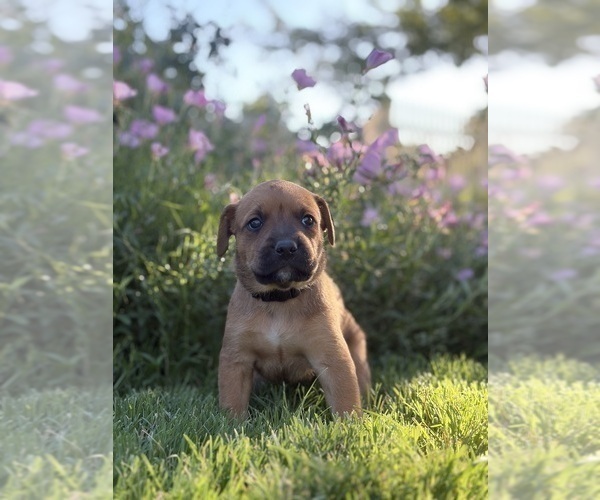 Medium Photo #3 Cane Corso-Doberman Pinscher Mix Puppy For Sale in MODESTO, CA, USA
