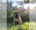 Small Photo #16 Cane Corso-Doberman Pinscher Mix Puppy For Sale in MODESTO, CA, USA