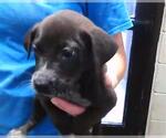 Small German Shepherd Dog Mix