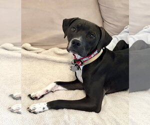 Boxer Dogs for adoption in Holly Springs, NC, USA
