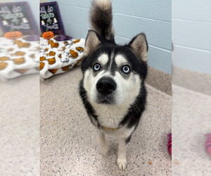 Siberian Husky Dogs for adoption in Brighton, CO, USA