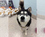 *MICHAEL - Male Siberian Husky Dog for Adoption - Small photo