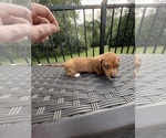 Small #18 Dachshund