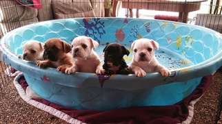 French Bulldog Puppy for sale in LONDON, OH, USA