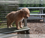 Small #3 Golden Retriever