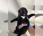 Small Mutt