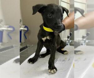 Chihuahua-Unknown Mix Dogs for adoption in Visalia, CA, USA