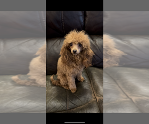 Father of the Poodle (Miniature) puppies born on 06/29/2025