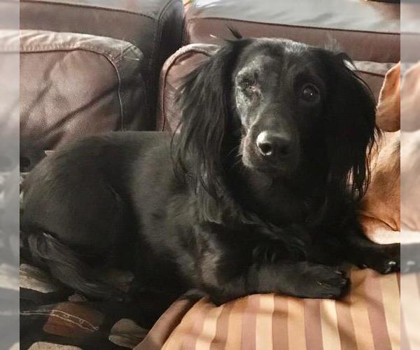 Medium Photo #2 Dachshund Puppy For Sale in Los Angeles, CA, USA