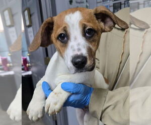 Jack Russell Terrier-Unknown Mix Dogs for adoption in Aurora, IN, USA