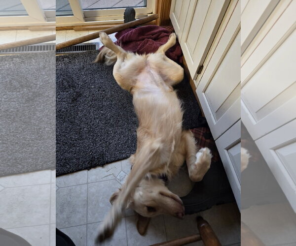 Medium Photo #20 Golden Labrador Puppy For Sale in Minneapolis, MN, USA