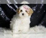Small #4 Maltipoo