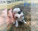 Puppy White Face Male Border Collie