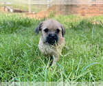 Small #4 Pug Mix