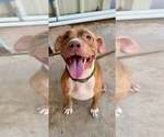 Small #1 Mutt