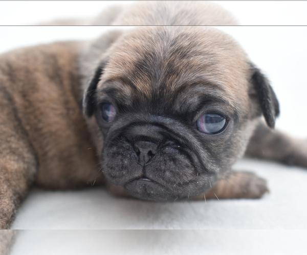 Medium Photo #5 Pug Puppy For Sale in PALM COAST, FL, USA