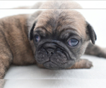 Small #4 Pug