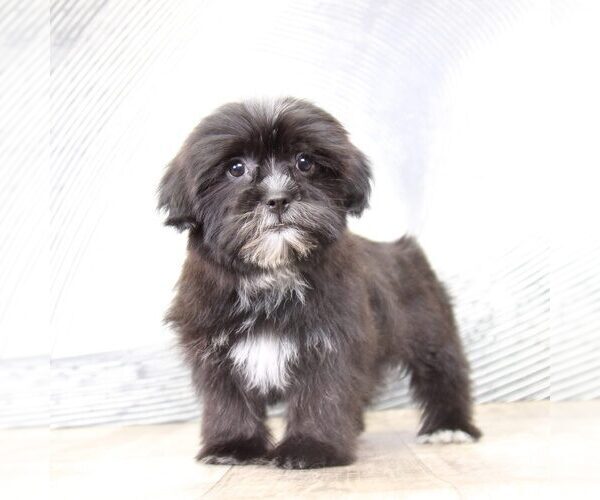 Medium Photo #3 Shorkie Tzu Puppy For Sale in MOUNT VERNON, OH, USA