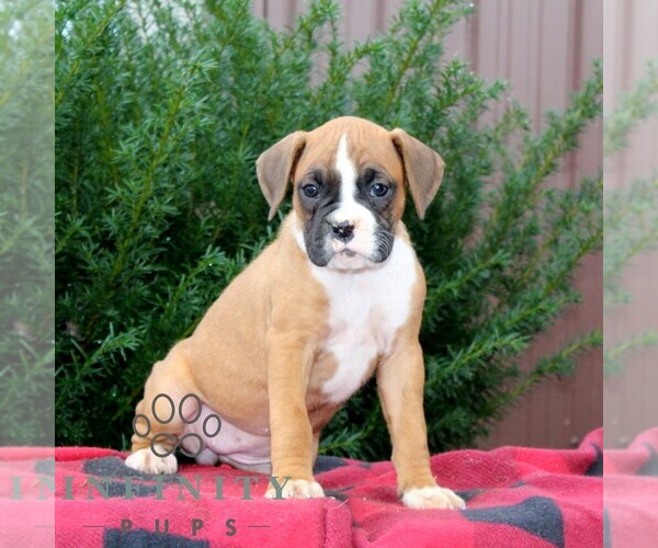Medium Photo #3 Boxer Puppy For Sale in QUARRYVILLE, PA, USA