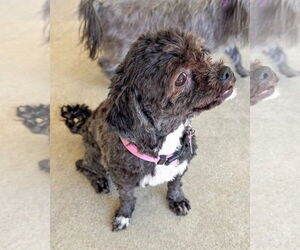 Poodle (Miniature)-Unknown Mix Dogs for adoption in Corona, CA, USA