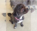 Small Poodle (Miniature) Mix