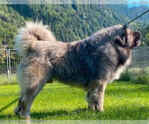 Father of the Caucasian Shepherd Dog puppies born on 06/24/2022