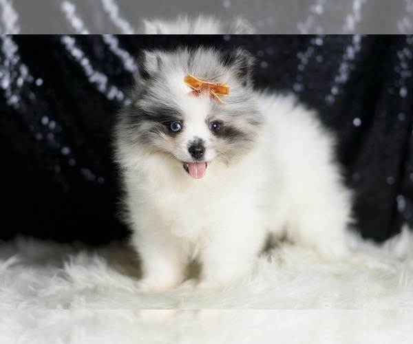 Medium Photo #3 Pomeranian Puppy For Sale in WARSAW, IN, USA